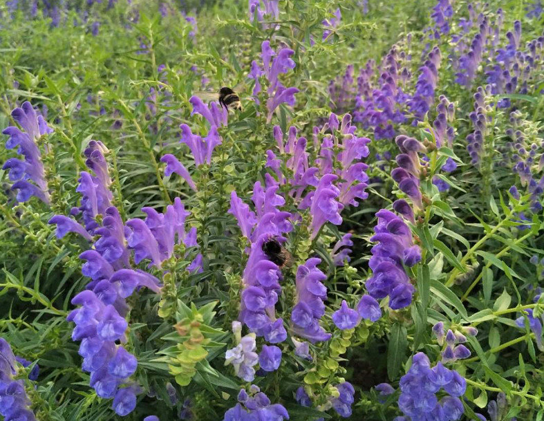 热河黄芩 