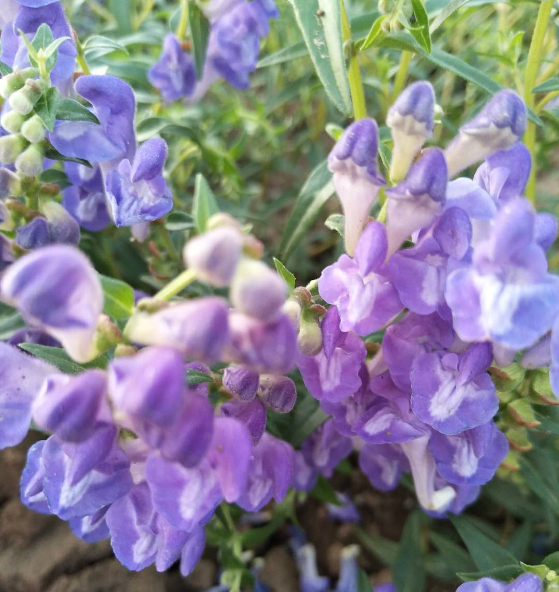热河黄芩 